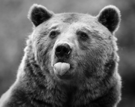 Berliner Bear Raspberry