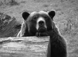 Berliner Bear Raspberry