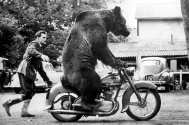 Berliner Bear Raspberry